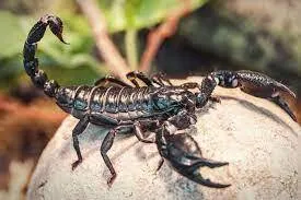 Bị bọ cạp cắn: Dấu hiệu nhận biết và xử lý như thế nào cho đúng?