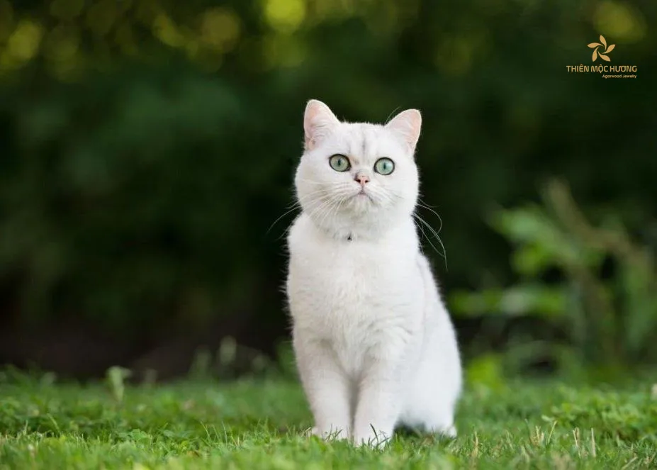 Mèo trắng vào nhà là điềm gì? Quan niệm về mèo trắng trong tâm linh