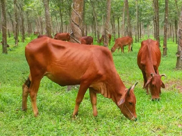 Nằm mơ thấy bò là điềm báo gì? Đánh con số nào?