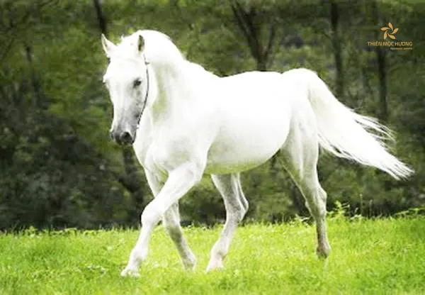 Nằm mơ thấy ngựa trắng, ngựa đen điềm gì? Đánh số nào?