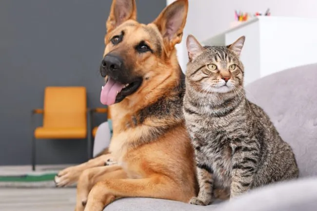 +4 Cách Vận Chuyển Chó Mèo Đi Xa An Toàn ⚡️ Lưu Ý Bạn Cần Biết