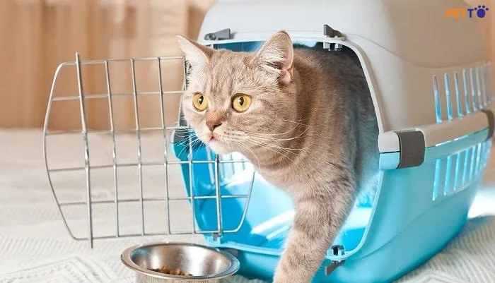 +4 Cách Vận Chuyển Chó Mèo Đi Xa An Toàn ⚡️ Lưu Ý Bạn Cần Biết